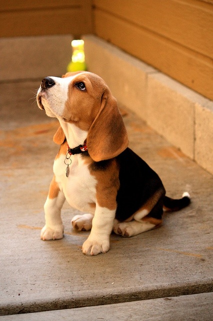 adoption beagle blog lifestyle provence lemagalire 