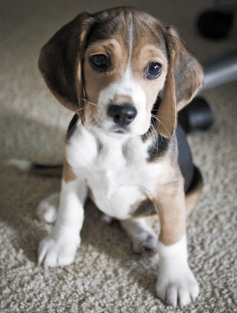 adoption beagle blog lifestyle provence lemagalire 