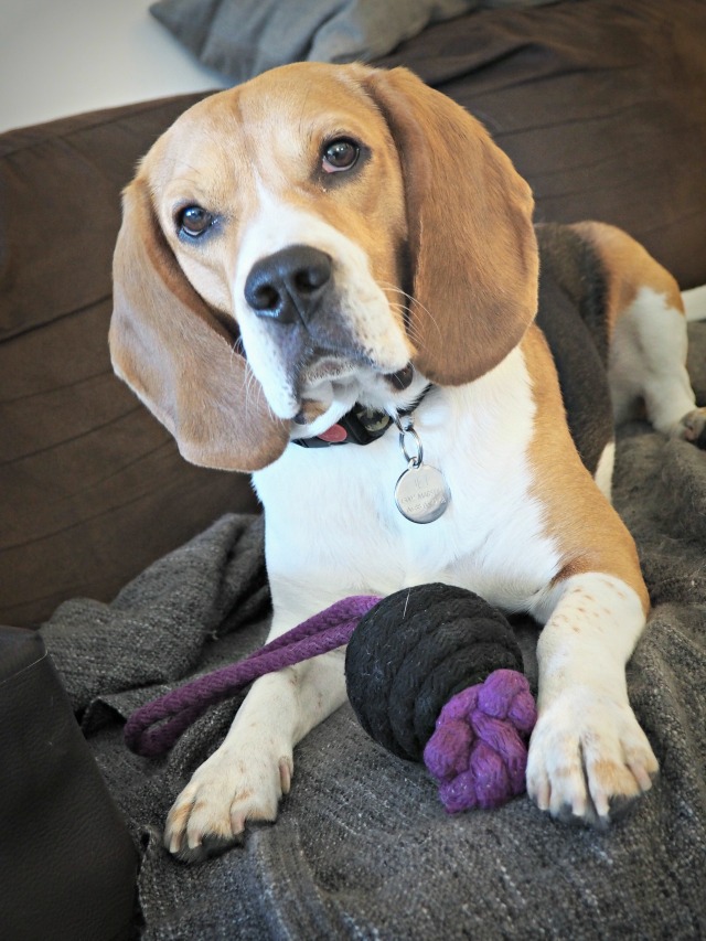 Prendre soin de son beagle blog lifestyle marseille lemagalire