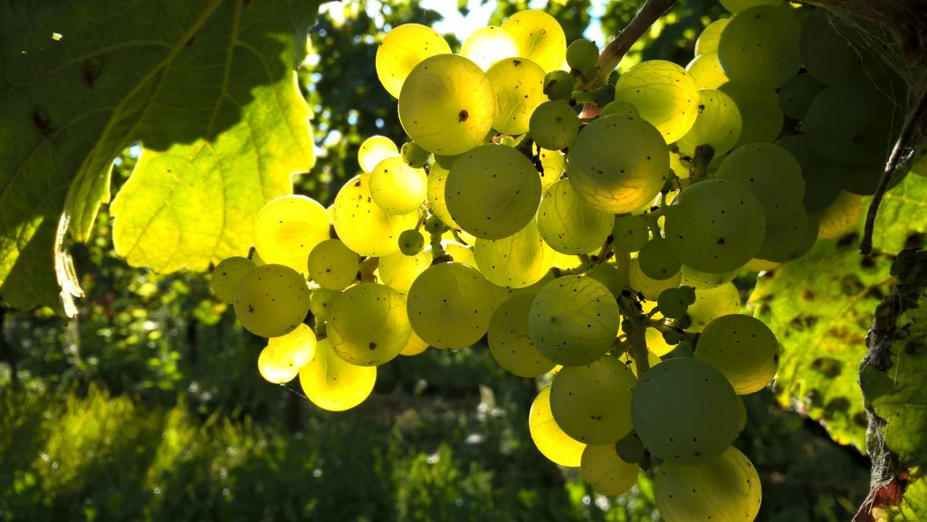 tout savoir sur le vin naturel blog lifestyle Provence Le Mag à Lire
