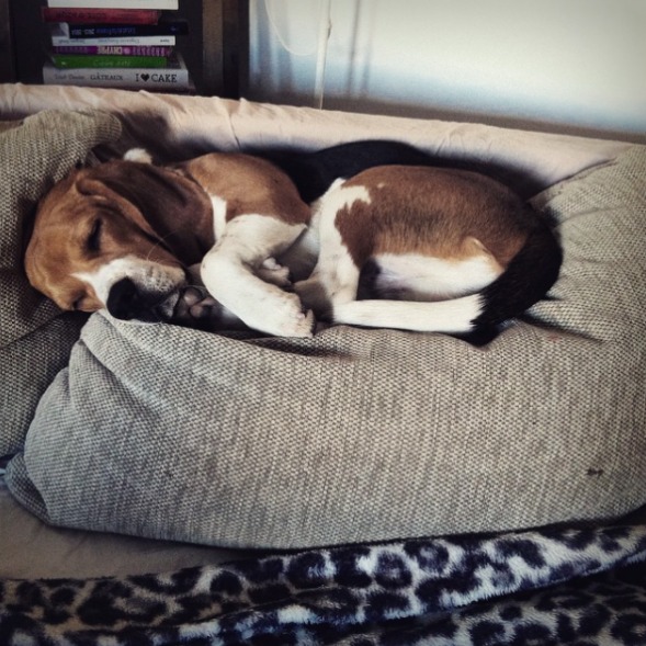 adopter un beagle blog lifestyle marseille