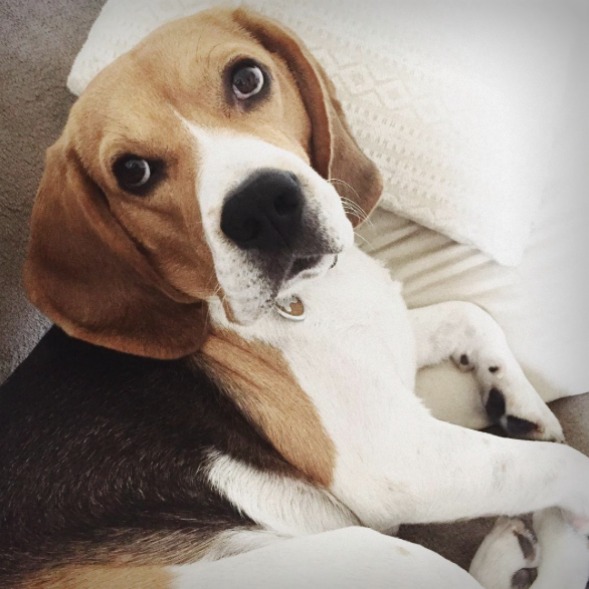 adopter un beagle blog lifestyle marseille