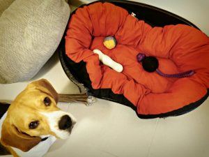 Prendre soin de son beagle blog lifestyle marseille lemagalire