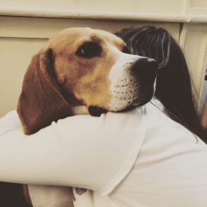 Adopter un beagle LeMagàlire