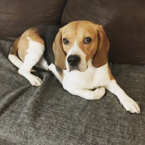 Adopter un beagle LeMagàlire