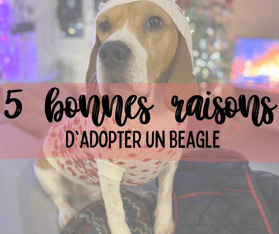 5 bonnes raisons d'adopter un beagle le mag à lire