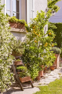 Arbres fruitiers jardins tendances 2023