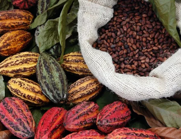 Cacao peulen in kleuren